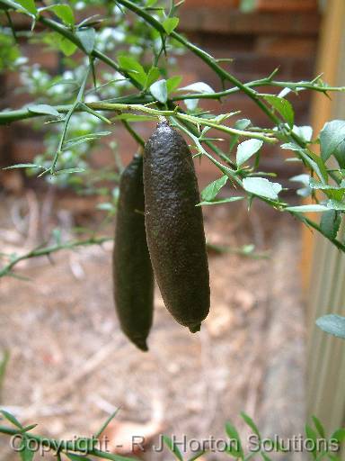 Finger lime 